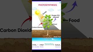 photosynthesis Explained [upl. by Ahsenod]