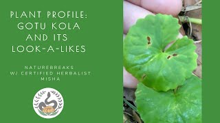 Plant Profile Gotu Kola and its look a likes how to identify gotu kola [upl. by Llehsyar]