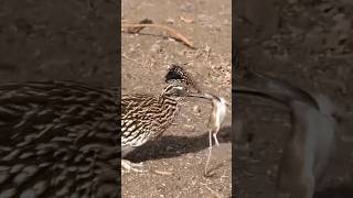 Fast and Feathery The Secret Skills of Roadrunner Birds [upl. by Ddal]