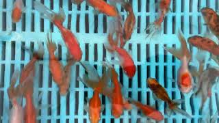 Small Mixed Pond Fantail Goldfish from Blue Ridge Koi [upl. by Camus]