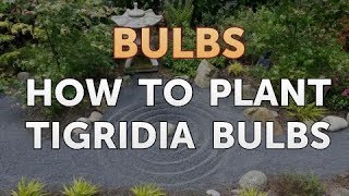 How to Plant Tigridia Bulbs [upl. by Dam]