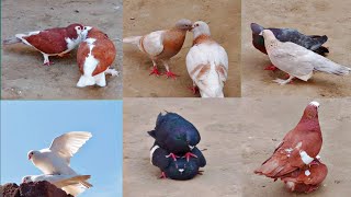 7 pairs of pigeons are made These are very beautiful pairs  All pigeon birds [upl. by Sprague]