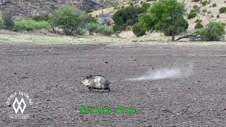 Pauls Javelina Hunt [upl. by Llessur121]