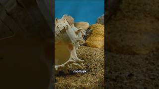 Part2 quotExploring Phylum Mollusca  PhylumMollusca 11thBiology BiologyExplained EducationalVideo [upl. by Ezri484]