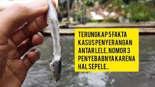 Penyebab dan Cara Mengatasi Kanibalisme Pada Ikan Lele [upl. by Yllek]