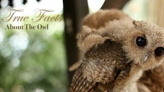 True Facts About The Owl [upl. by Adiol909]