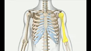 Humerus in Hindi  Upper Limb  Skeletal System  Nursing Lecture [upl. by Annahsor]