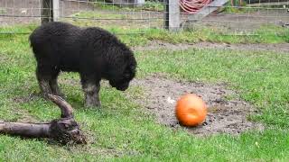 Willow the muskox calf gets her first pumpkin [upl. by Lavern]