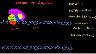 Transcription in eukaryotes [upl. by Ocirrej34]