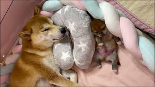 Les chiots chantent en dormant  shiba cute pets [upl. by Sterner350]