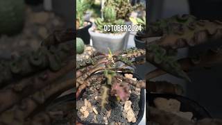 The change of leaves color Euphorbia Decaryi turn darker afer direct full sun treatment euphorbia [upl. by Beckie]