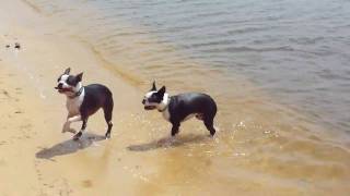 Boston Terriers on the Beach [upl. by Milone]