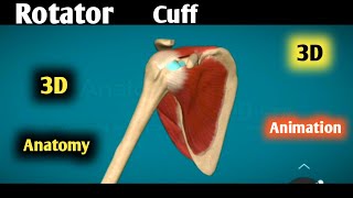 rotator cuff anatomy 3d  rotator cuff muscles  rotator cuff muscles actions animation [upl. by Sterling]