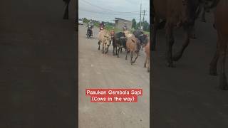 Pasukan Gembala Sapi cow in the way gembalasapi cows sapilucu [upl. by Heeley]