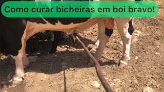 Como curar tratar bicheiras em boi bravo chamando e mostrando as vacas e os bezerros [upl. by Troxell]