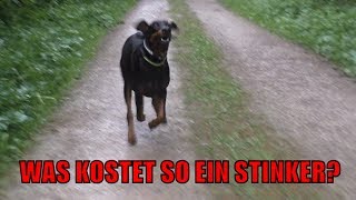 Was kostet ein Dobermann Welpe [upl. by Audun]