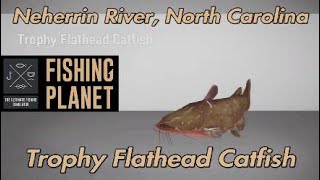 Fishing Planet Trophy Flathead Catfish Neherrin River North Carolina [upl. by Nywled]