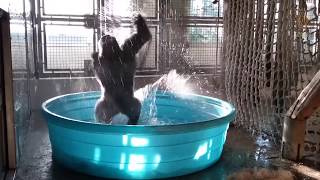 Breakdancing Gorilla Enjoys Pool BehindtheScenes [upl. by Erund867]