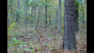 DEER HUNTING WITH DOGS 5 Killshots On Cam [upl. by Sehguh]