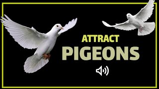 Sound to Attract Pigeons  Pigeon Call [upl. by Rika]