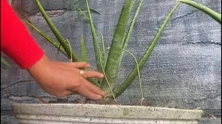 Memindahkan pohon aloe vera fypシ゚viral plants fyp [upl. by Bryan]