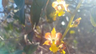 Cyrtopodium eugenii começando a florescer ☺️orquídeas natureza [upl. by Haag]