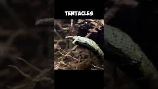 The TENTACLED SNAKE  An EXTREMELY RARE Creature 🧐 [upl. by Orpheus]