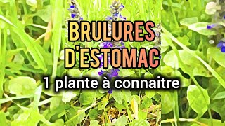 BRULURES DESTOMAC LA PLANTE A CONNAITRE [upl. by Leiva]