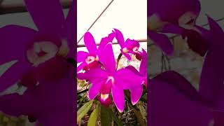 Cattleya Violácea var Rubra quotÍbis Escalarte quot [upl. by Junina90]