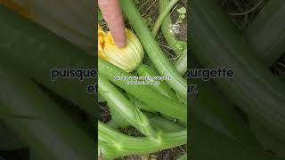 👨🏻‍🌾 Tuto potager  récoltez encore plus de courgettes ⏐Dr Jonquille et Mr Ail permaculture [upl. by Yahsal920]