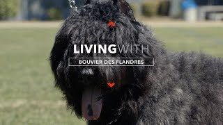 ALL ABOUT LIVING WITH BOUVIER DES FLANDRES [upl. by Nosecyrb410]