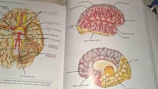 Neuroanatomy guidance  Snell Neuroanatomy part 2 [upl. by Millisent]