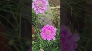 Scabiosa columbaria plantasdecasa jardinería exteriores plantas [upl. by Hannavas]