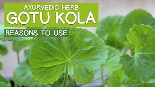 GOTU KOLA Ayurvedic Herb  6 Main Reasons to Use [upl. by Yerrok]