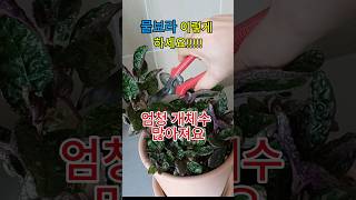 올록볼록 반음지 식물인 물보라 가지치기로 개체수 늘리기 How to grow Hemigraphis from cutting 물보라 [upl. by Mathilde]