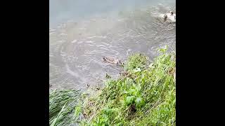 Mother duck attacks abandoned ducklings [upl. by Alisia]