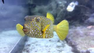 Acquario di Genova  4K [upl. by Waterman]