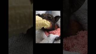 Bat eating banana funny asmr bat memes [upl. by Ritchie204]