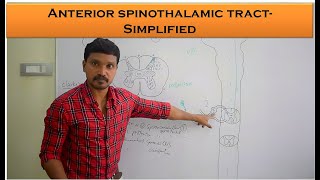 Anterior spinothalamic Tract  crude touch and pressure pathway  Anatomy and Physiology Simplified [upl. by Nam575]