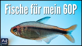 Welche Fische für mein 60cm Aquarium  AquaOwner [upl. by Claiborn]