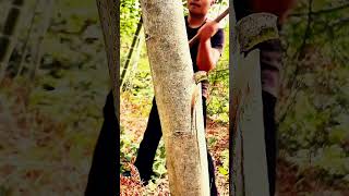 Cutting trees by hand Part MT survivalskills survival outdoorsurvival bambootools bushcraft [upl. by Mich]