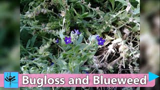 Bugloss amp Blueweed Noxious Weeds amp why they are a problem [upl. by Anaira3]