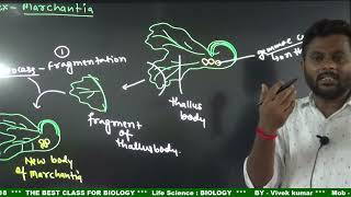 Plant  Bryophytes  liverworts Reproductionbiology  class 11 [upl. by Boelter]