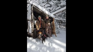 Maine bobcat hunting Bayed up in an old camp [upl. by Maude302]