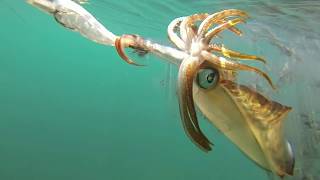 Squid attacks jig [upl. by Assirrem]