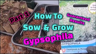 How to grow Gypsophila [upl. by Ybrek967]