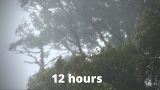 WIND SOUNDS for 12 Hours Sound of Wind for Relaxing Sleep Study Windy Sound [upl. by Herodias]