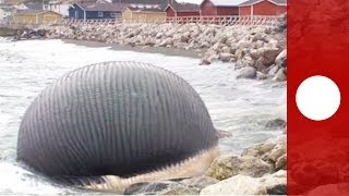 Video Stinking bloated blue whale carcass troubles Canadian fishing community [upl. by Latsyrk]