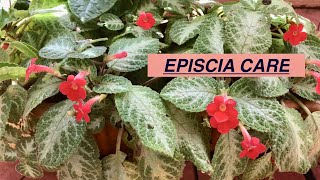 EPISCIA plant care How to care for EPISCIASHOMESCAPES [upl. by Halstead964]