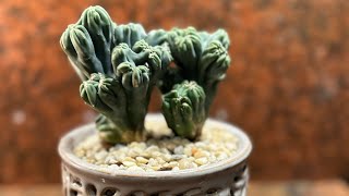 Cereus Forbesii Monstrose Ming Thing [upl. by Nodnahs]